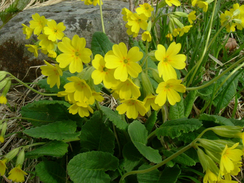 Primula elatior / Primula maggiore